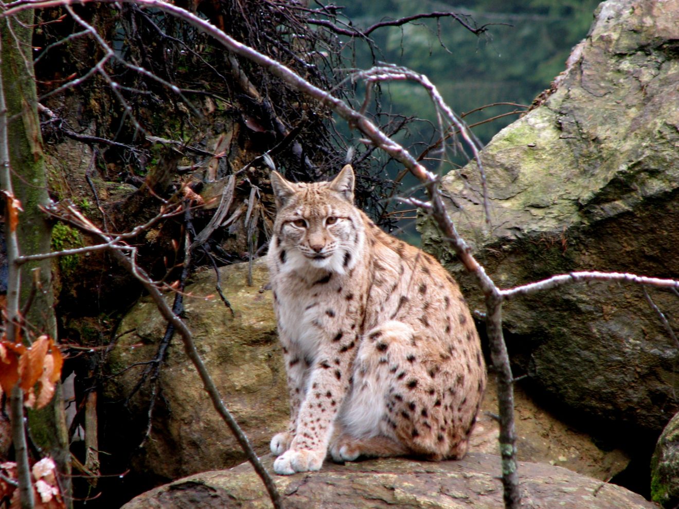 Ein seltenes Glück, einen Luchs vor die Kamera zu bekommen. (Foto: Peter Sürth)