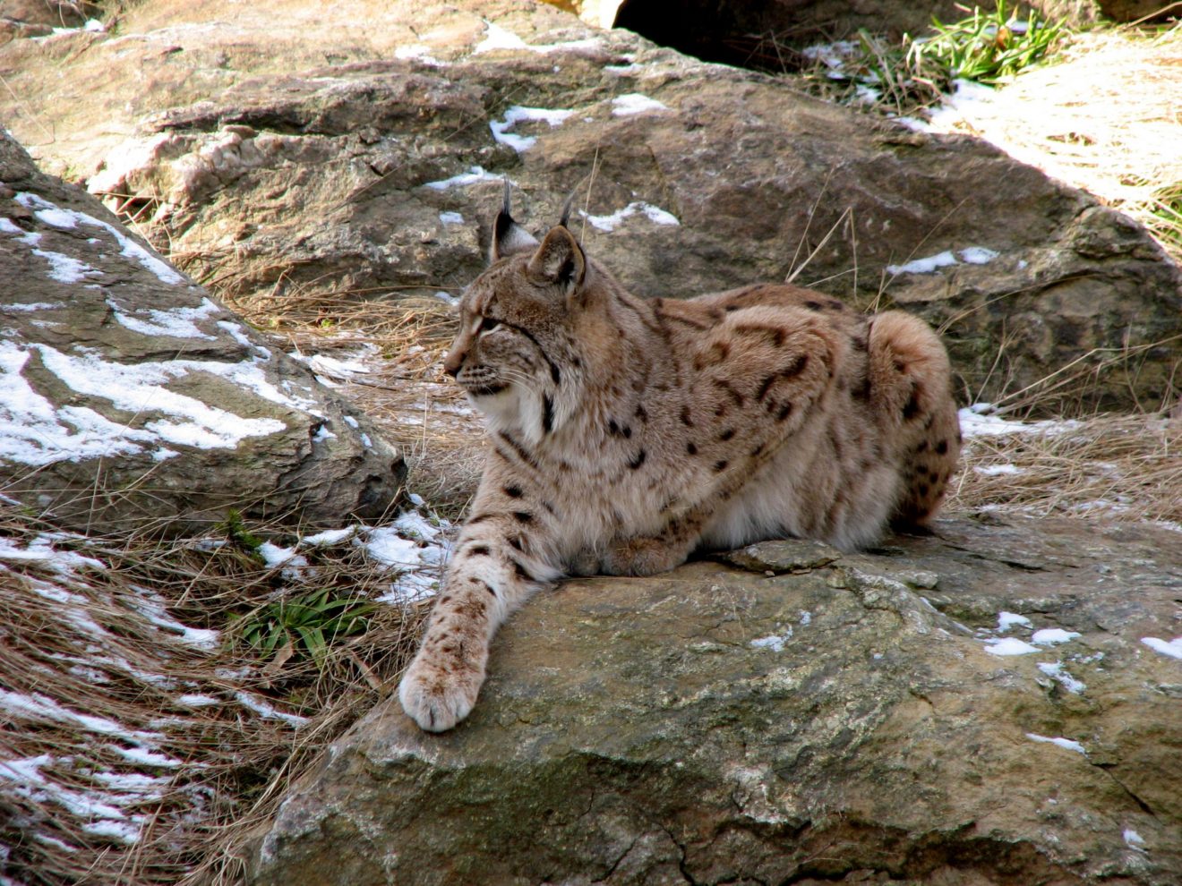 Ein seltenes Glück, einen Luchs vor die Kamera zu bekommen. (Foto: Peter Sürth)
