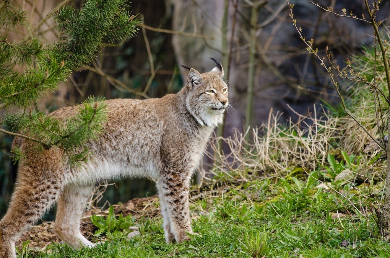 Eurasischer Luchs (Lynx lynx)