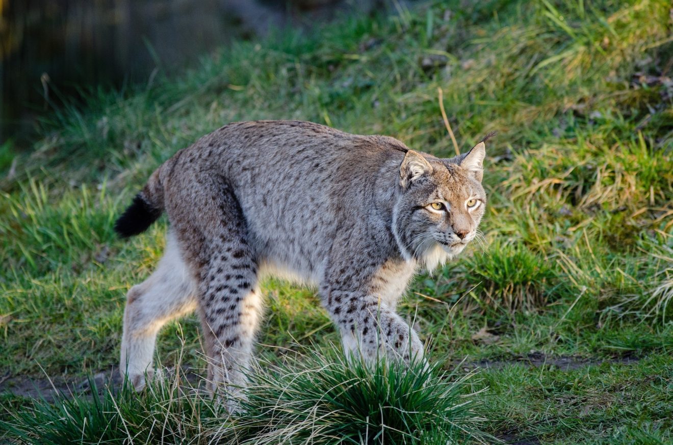 Luchs im Gelände