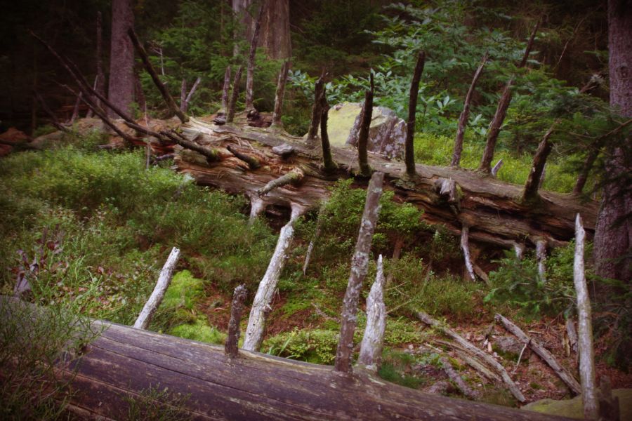 Naturpark-Schwarzwald-Blog_NaTour-Stuermlesloch_(c)_Stefan-Dangel-1 Bannwald im Stürmlesloch bei Bad Wildbad