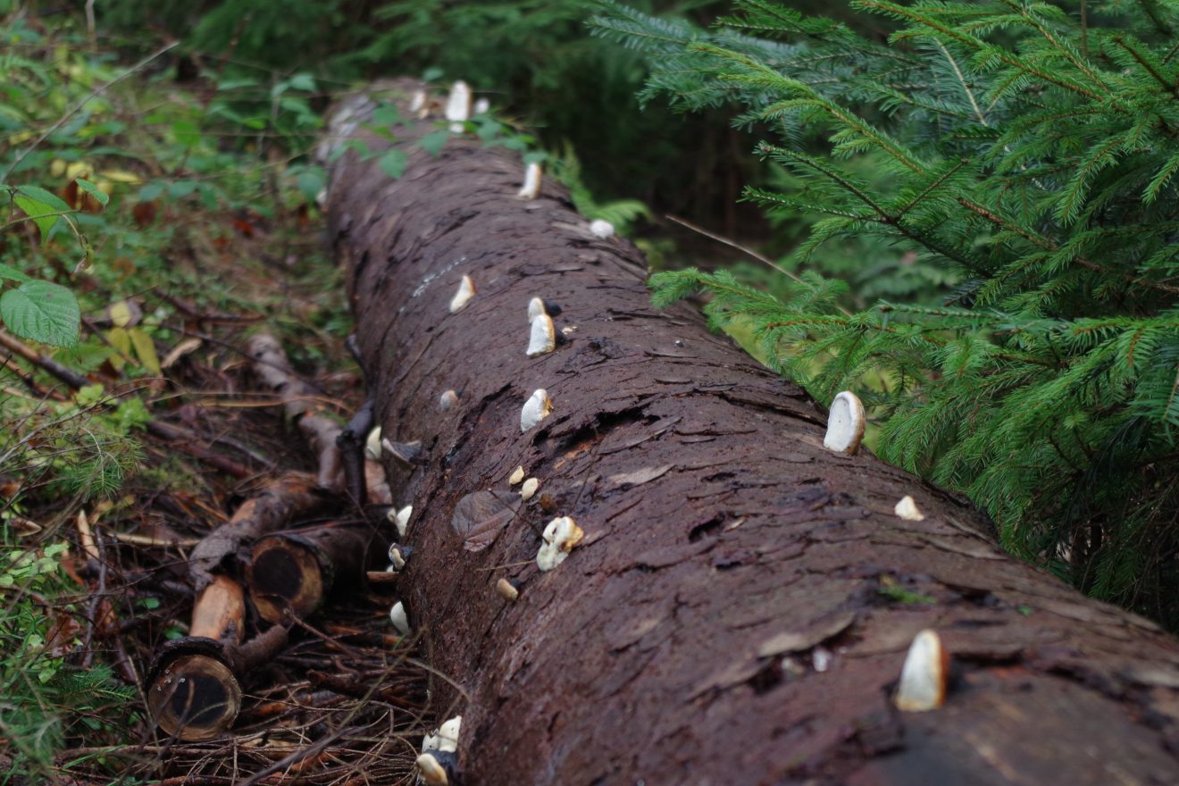 NaTour Stürmlesloch bei Bad Wildbad