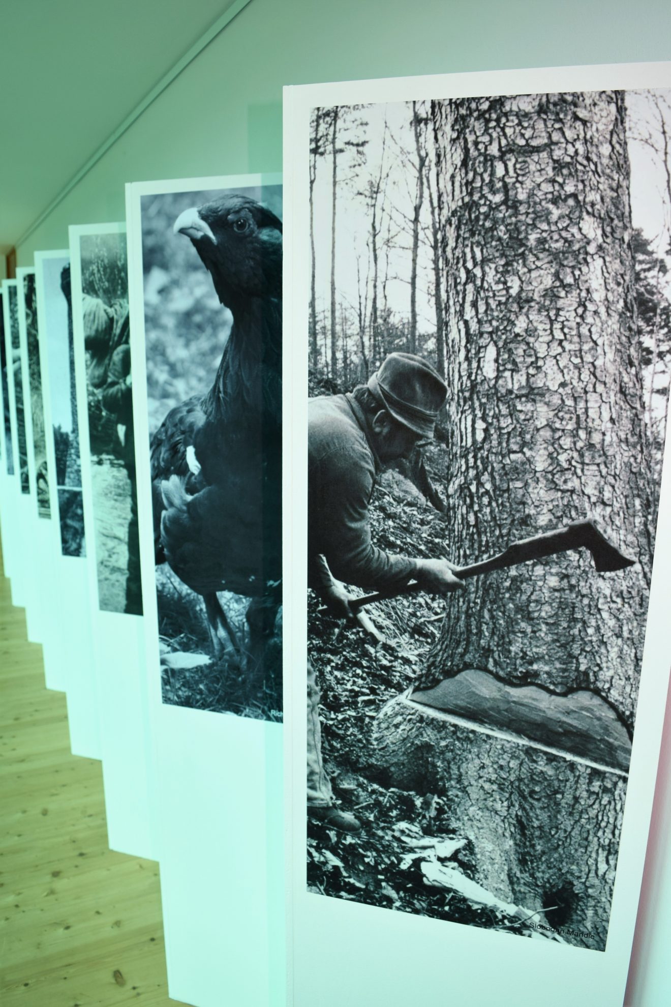 Infozentrum Kaltenbronn - Ausstellung "Hochmoor, Wald und Kaiserjagd"