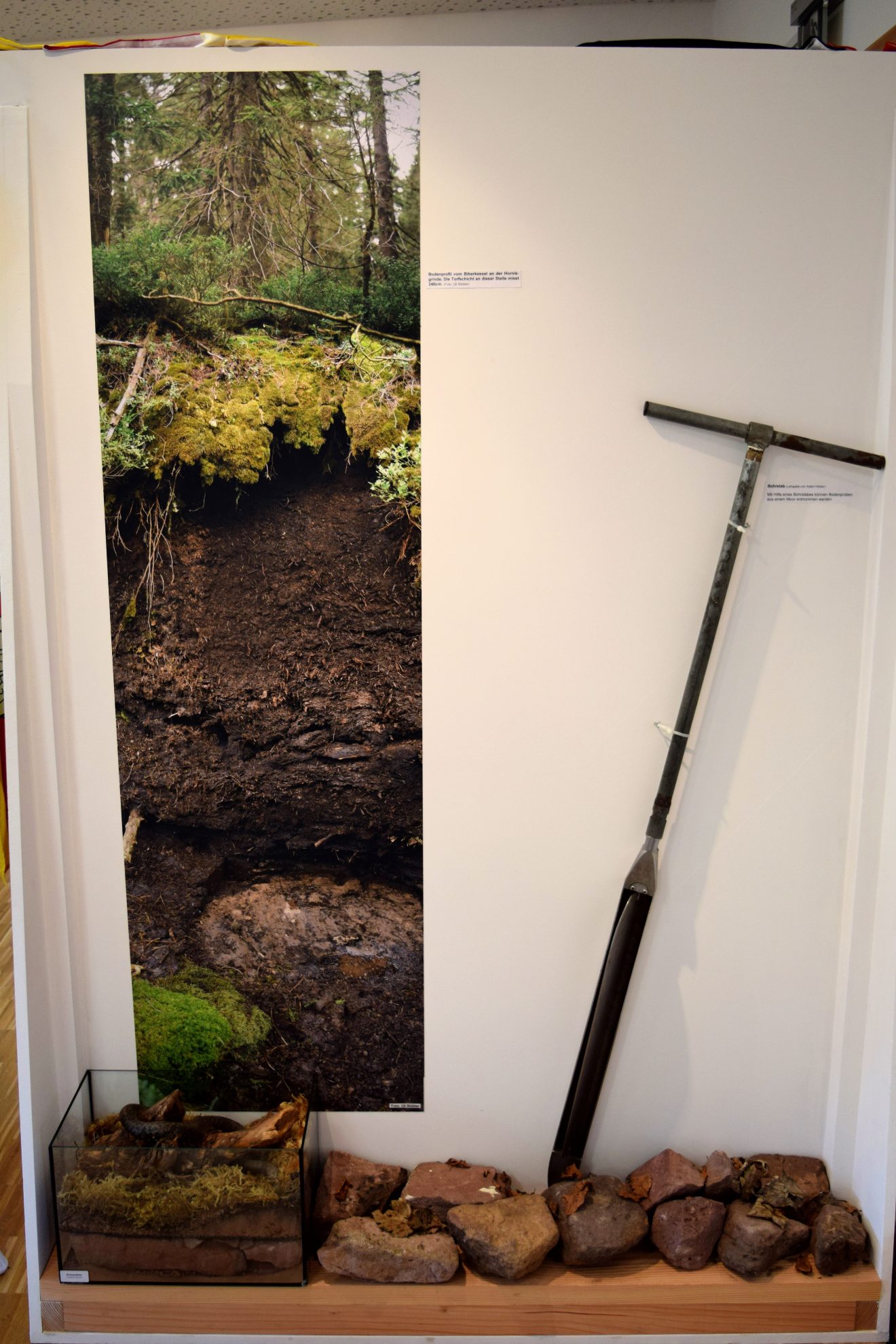 die Hochmoore waren durch Torfabbau in Gefahr. Doch Wetter, lange Wege und die beginnende Naturschutzbewegung verhinderten die Zerstörung der Moore.