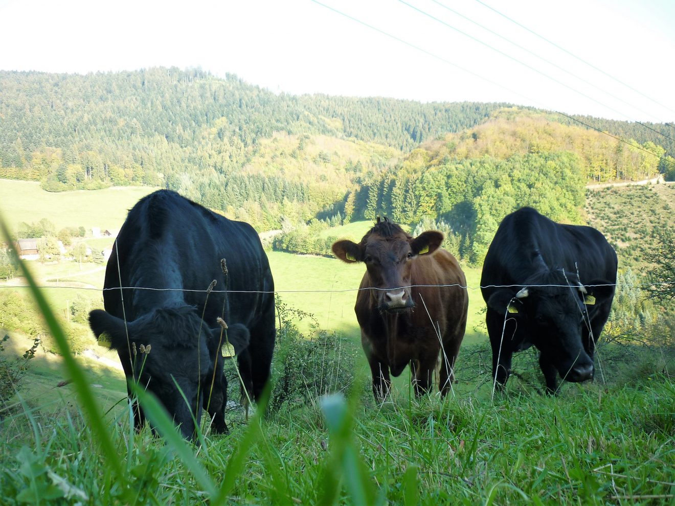 Ramsteinerhof in Fischerbach