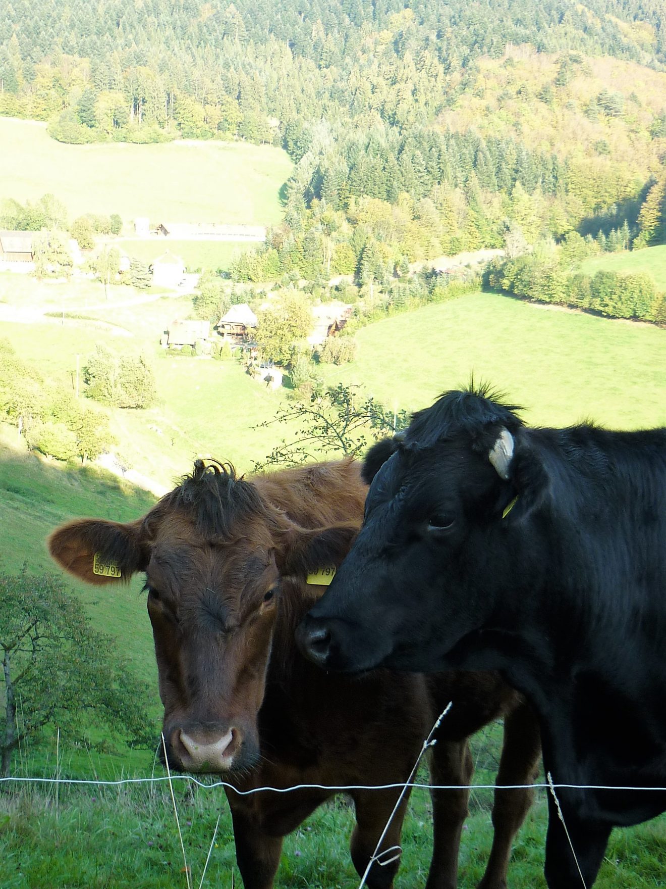 Ramsteinerhof in Fischerbach