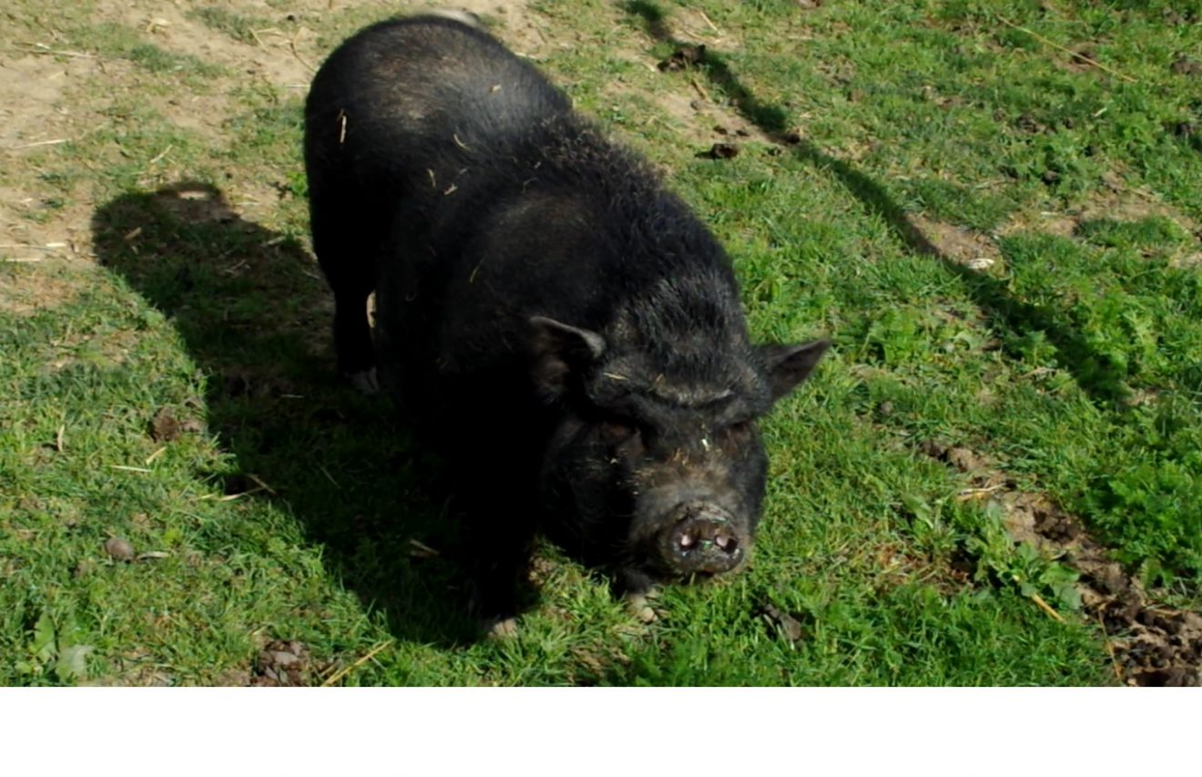 Schwein auf dem Bioland-Bauernhof Reiser in Straubenhardt