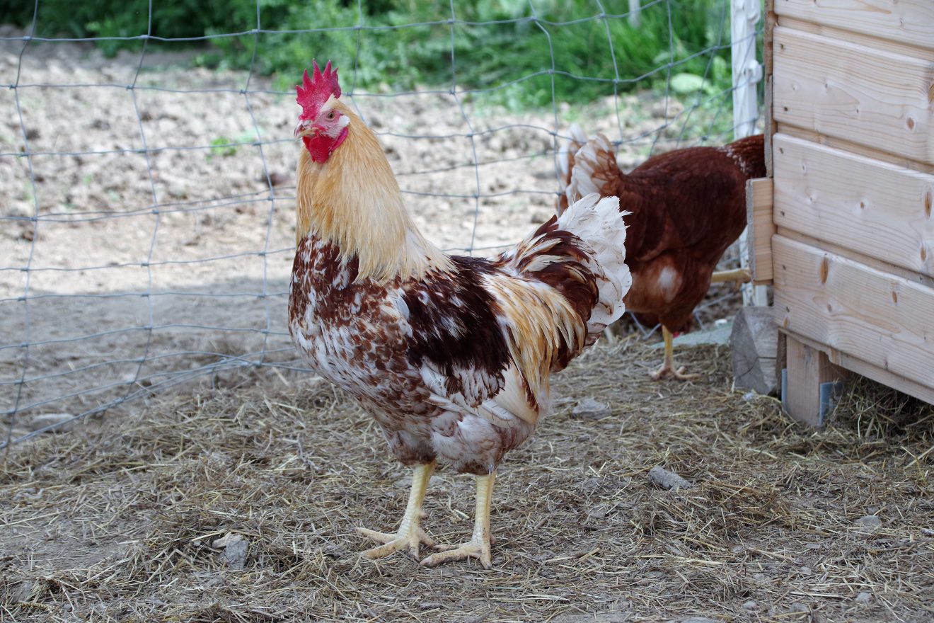 Hahn auf dem Bioland-Bauernhof Reiser in Straubenhardt