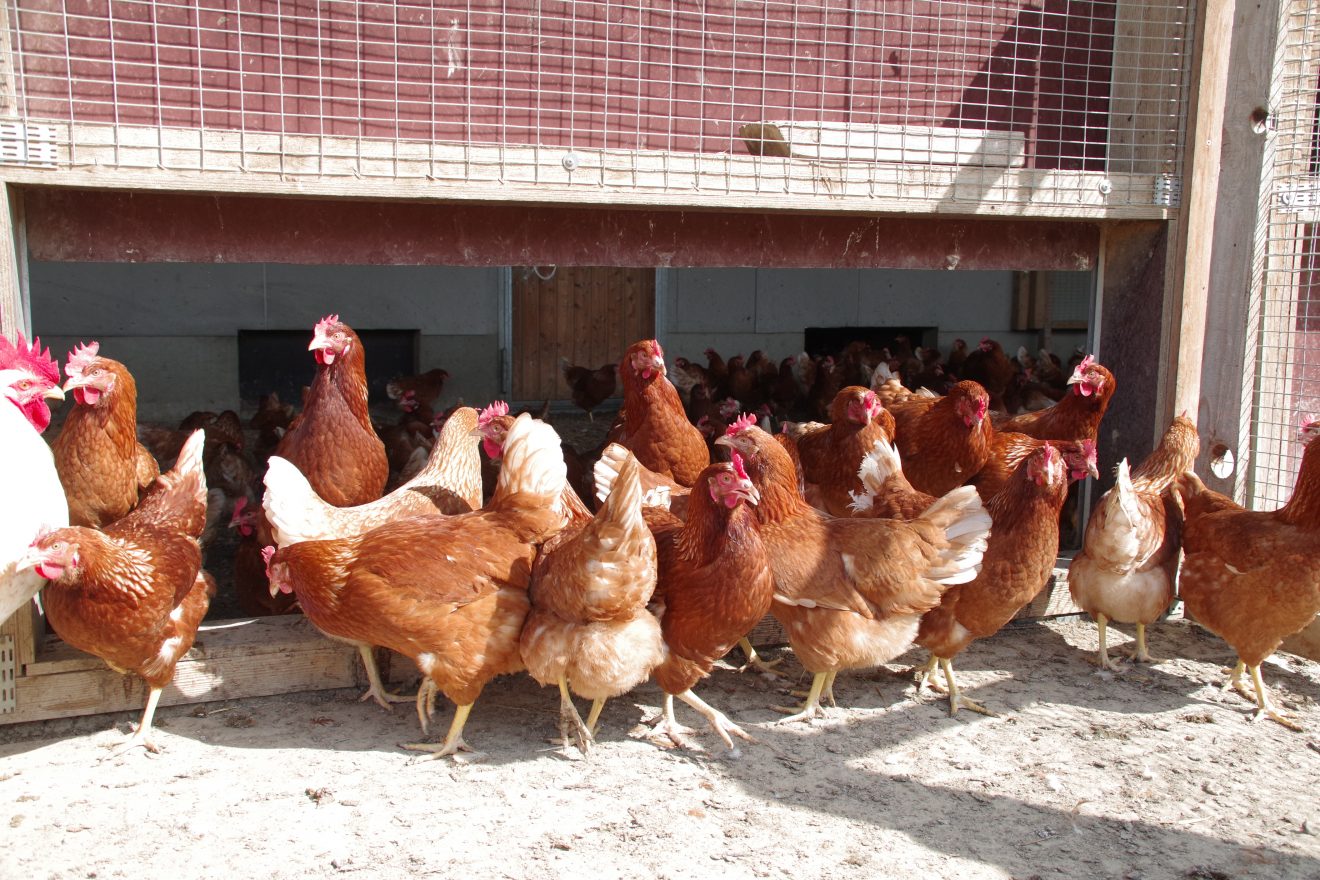 Hühner auf dem Bioland-Bauernhof Reiser in Straubenhardt