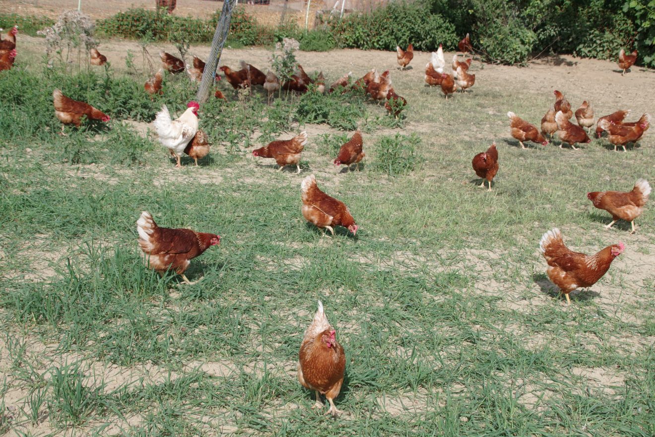 Hühner auf dem Bioland-Bauernhof Reiser in Straubenhardt