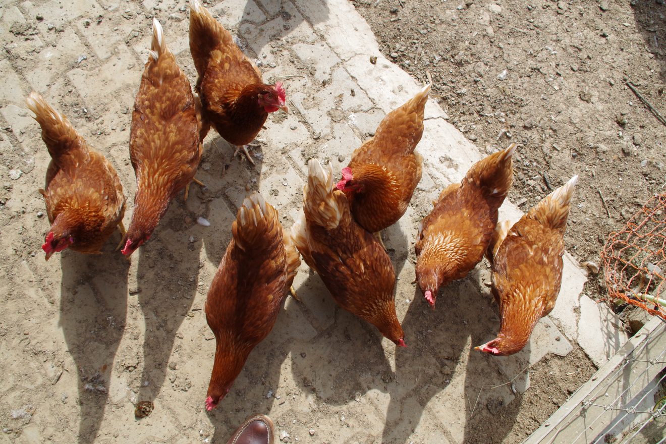 Hühner auf dem Bioland-Bauernhof Reiser in Straubenhardt