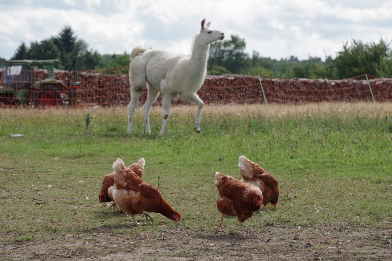 Lamas auf dem Bioland-Bauernhof Reiser in Straubenhardt