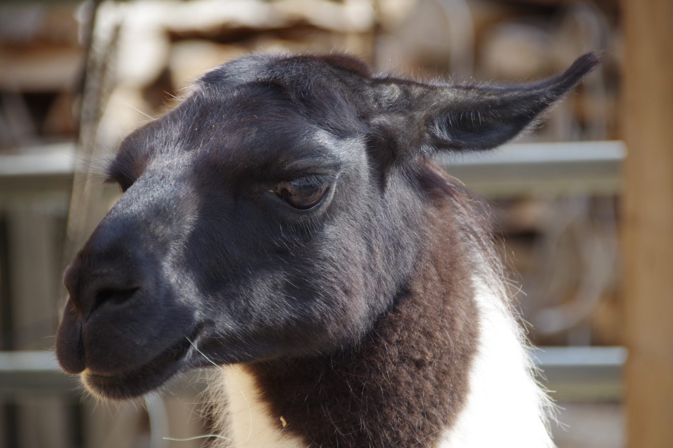 Lamas auf dem Bioland-Bauernhof Reiser in Straubenhardt