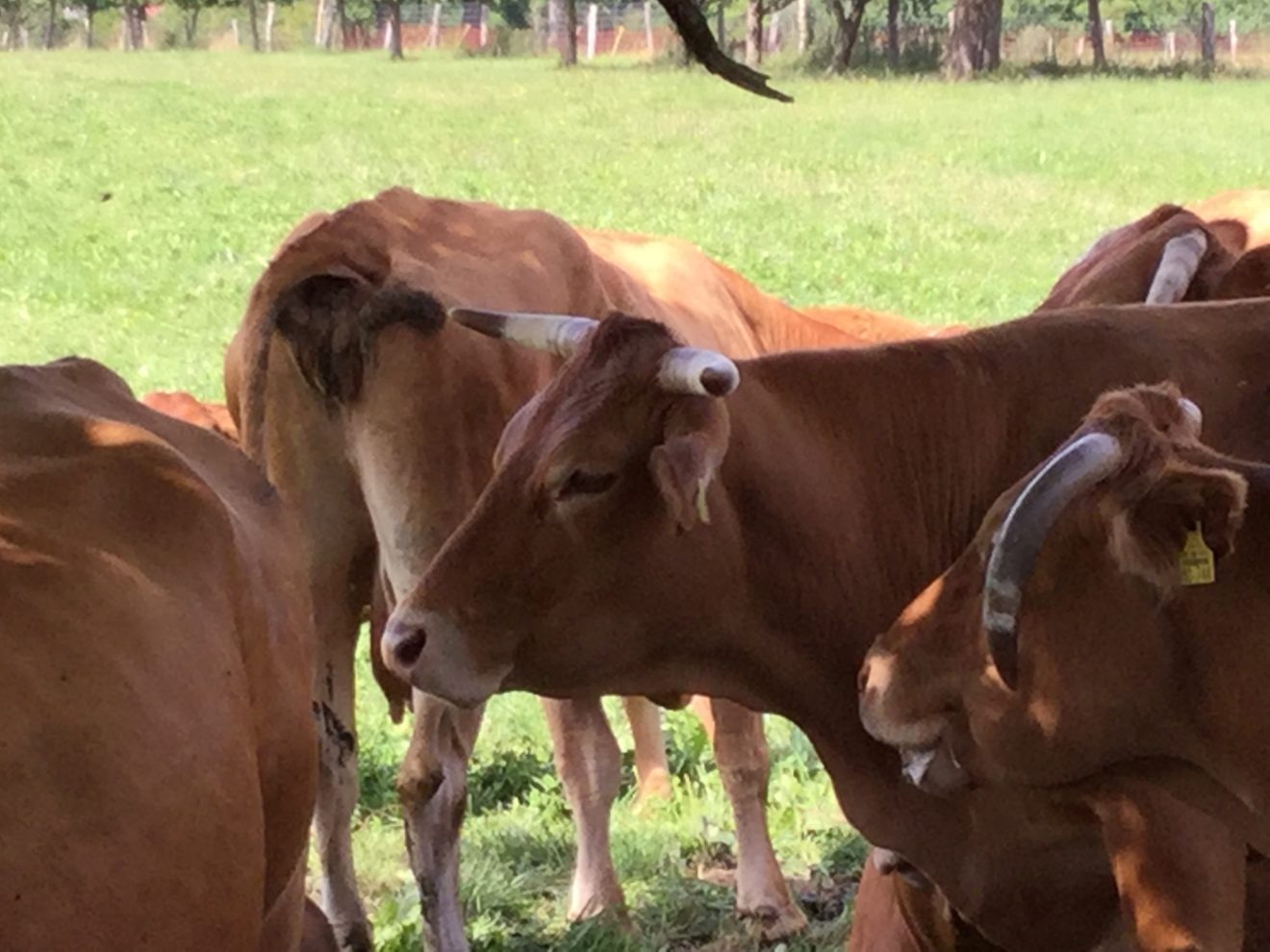 Limousin-Rinder auf dem Bioland-Bauernhof Reiser