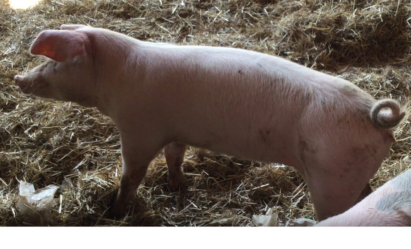 Schwein auf dem Bioland-Bauernhof Reiser in Straubenhardt