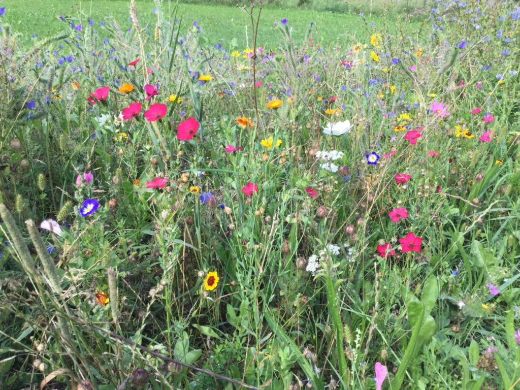 Blumenwiese auf dem Bioland-Bauernhof Reiser in Straubenhardt