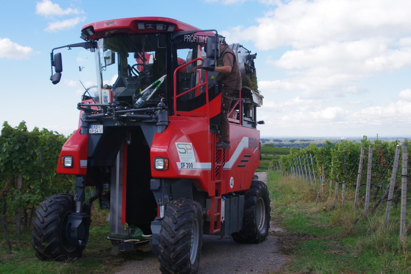 Weinlese 2017 der Baden-Badener Winzergenossenschaft