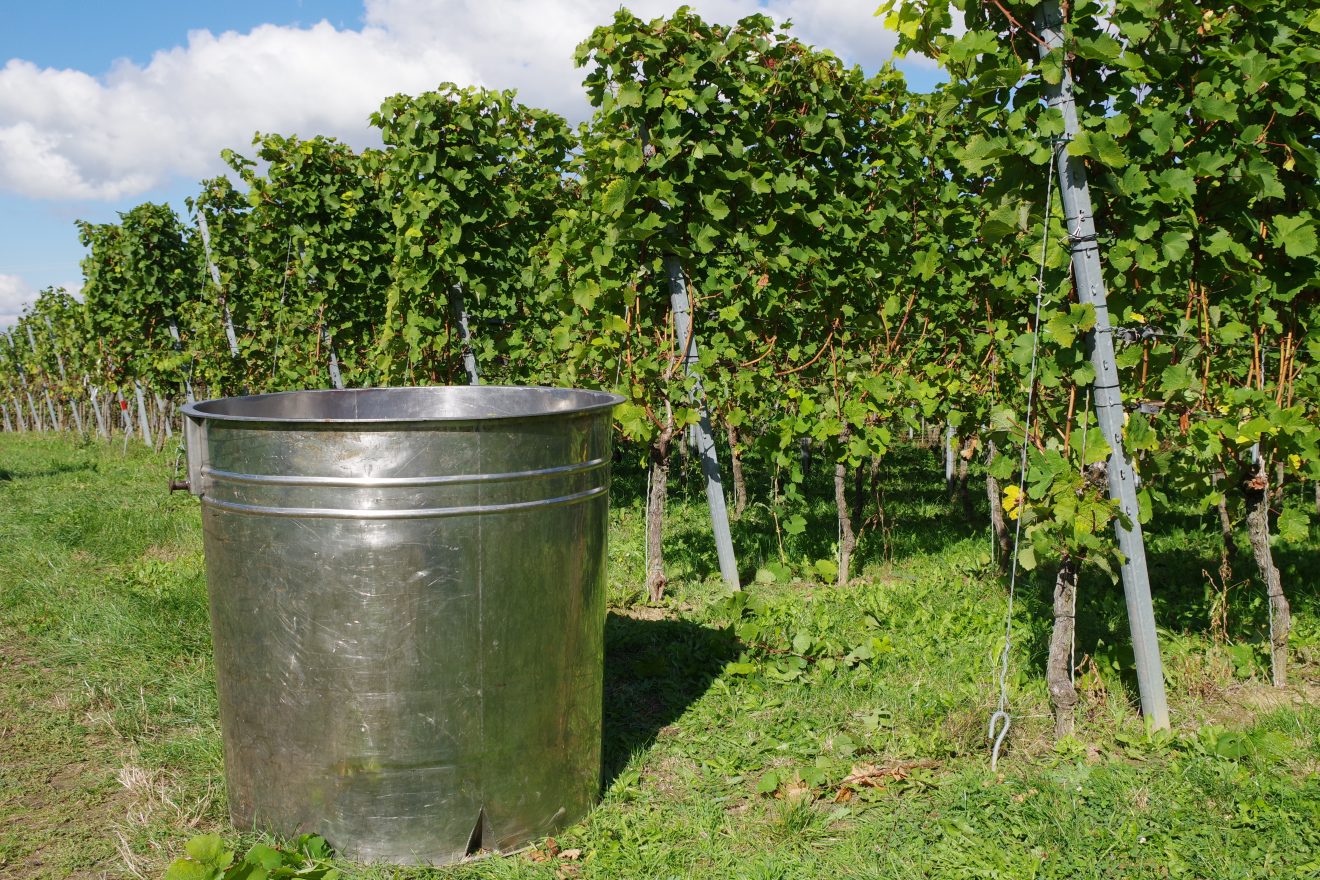 Weinlese 2017 der Baden-Badener Winzergenossenschaft