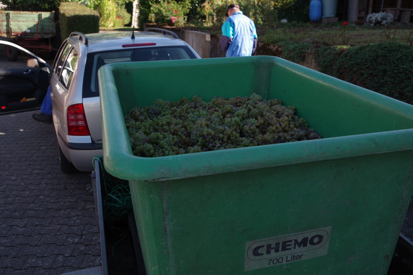 Weinlese 2017 der Baden-Badener Winzergenossenschaft