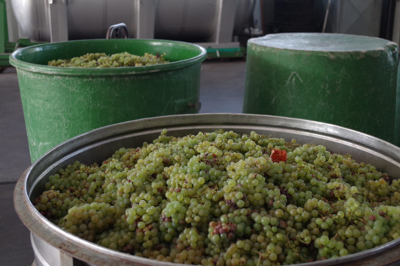 Weinlese 2017 der Baden-Badener Winzergenossenschaft