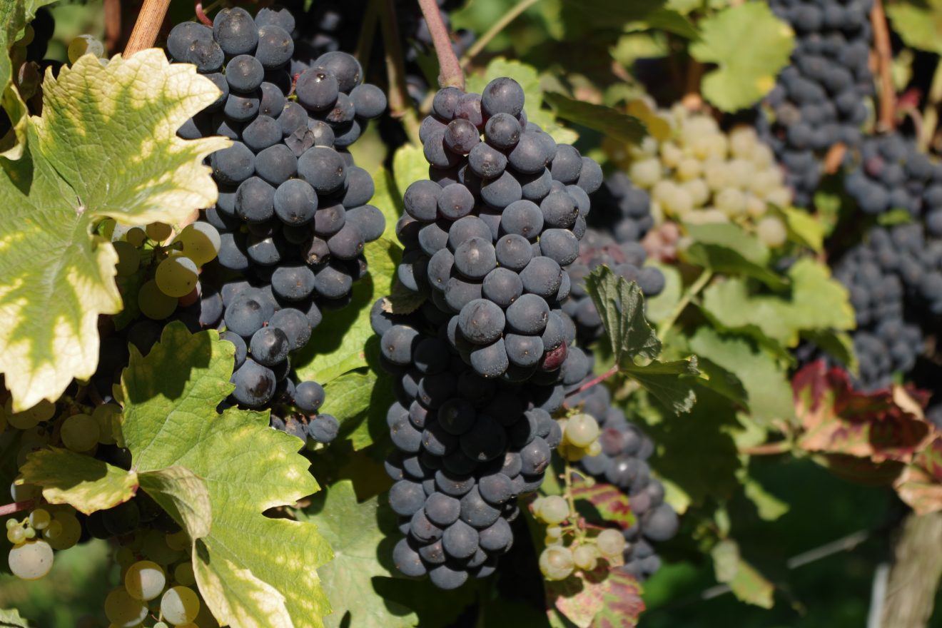 Weinlese 2017 in Baden-Baden