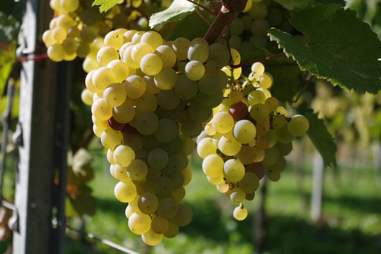 Weinlese 2017 in Baden-Baden