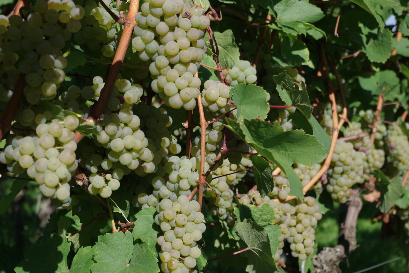 Weinlese 2017 in Baden-Baden