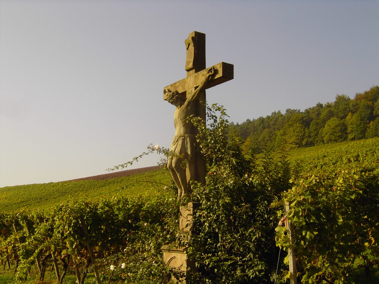 Weinlese 2017 der Baden-Badener Winzergenossenschaft