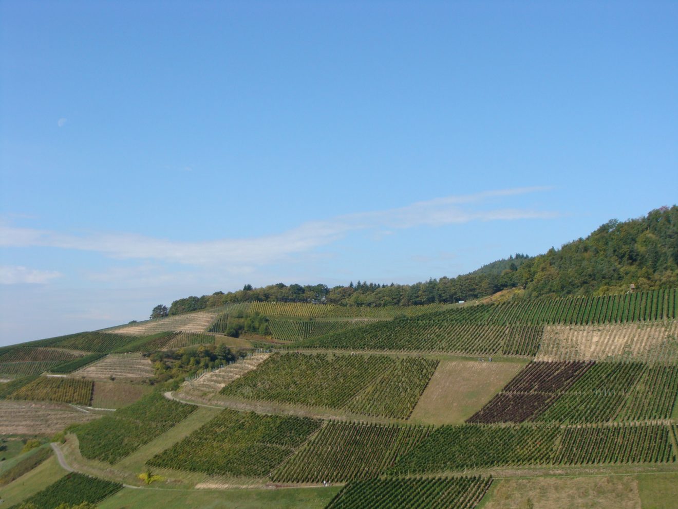 Weinwanderung 2017 in Bühlertal
