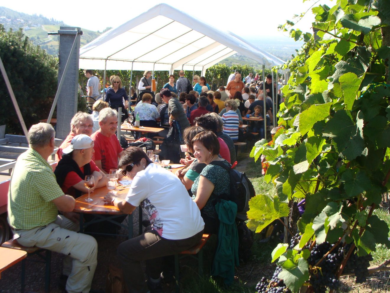 Weinwandertag 2017 in Bühlertal