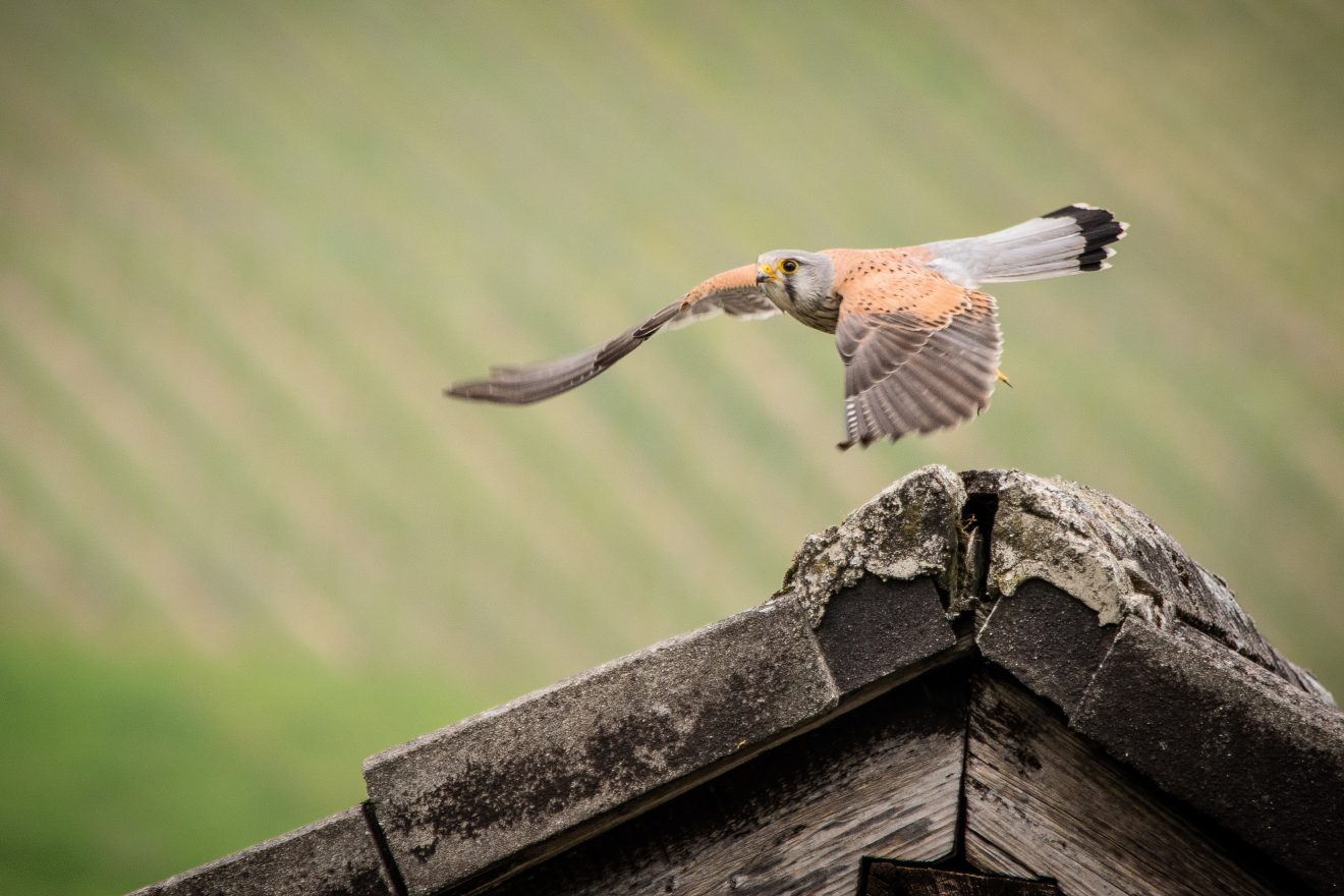 Turmfalke in Baden-Baden-Neuweier. Copyright Andreas Huck
