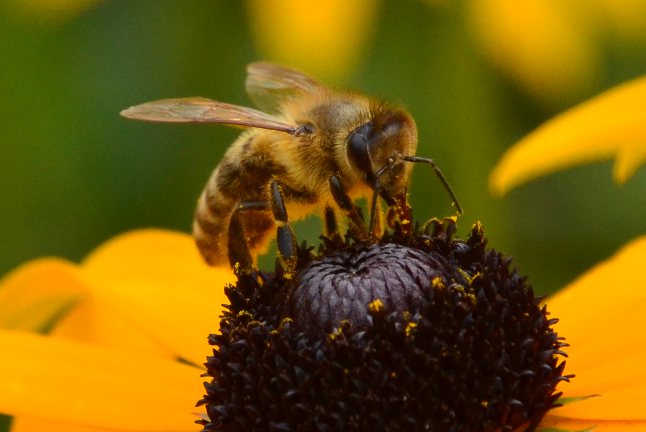 Biene auf Blüte, gesehen in Gernsbach-Reichental. Copyright Anna-Lisa Klumpp