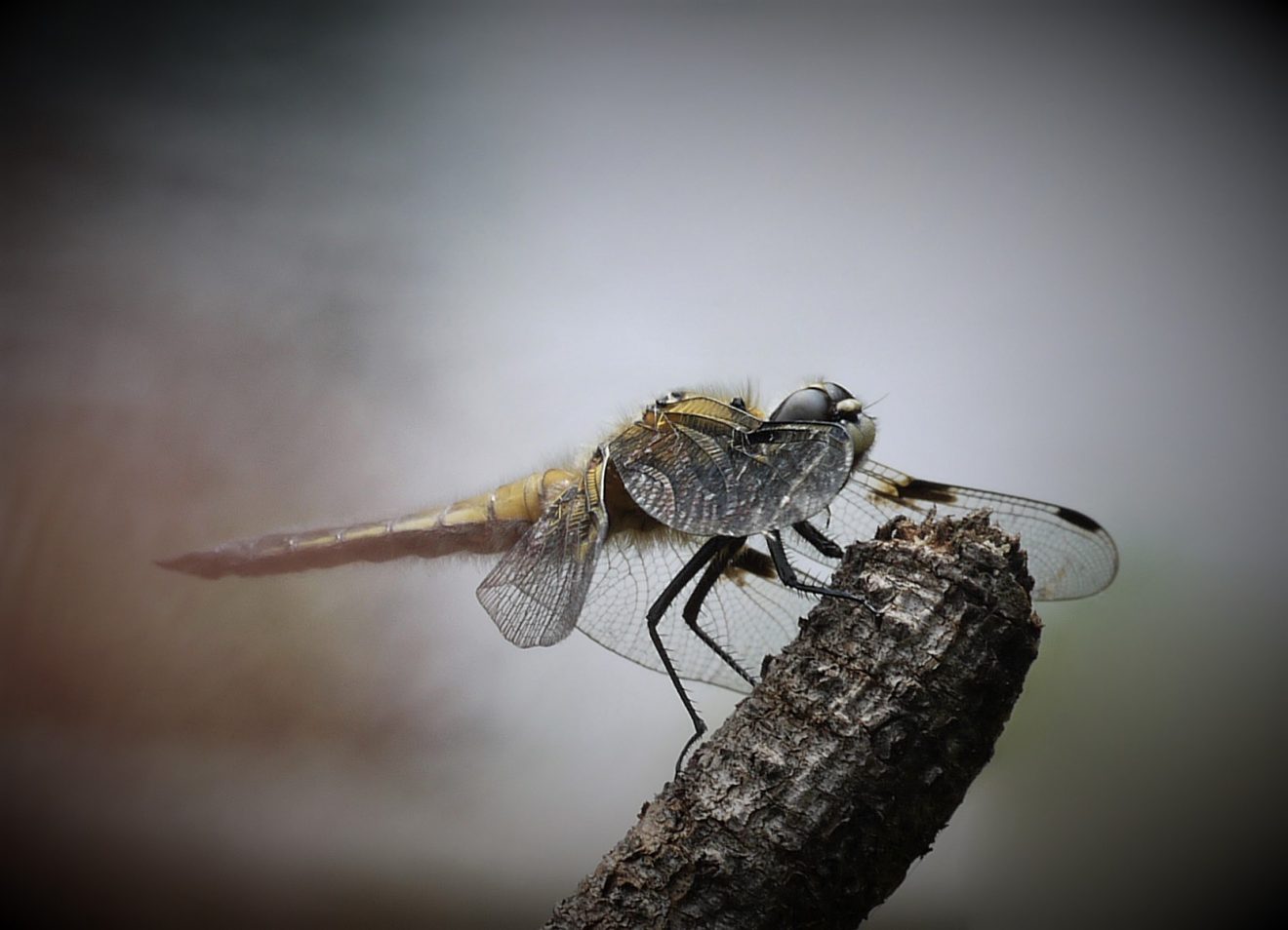 Vierflecklibelle vor Gewitterfront in Alpirsbach-Ehlenbogen. Copyright Brigitta Mühlbacher