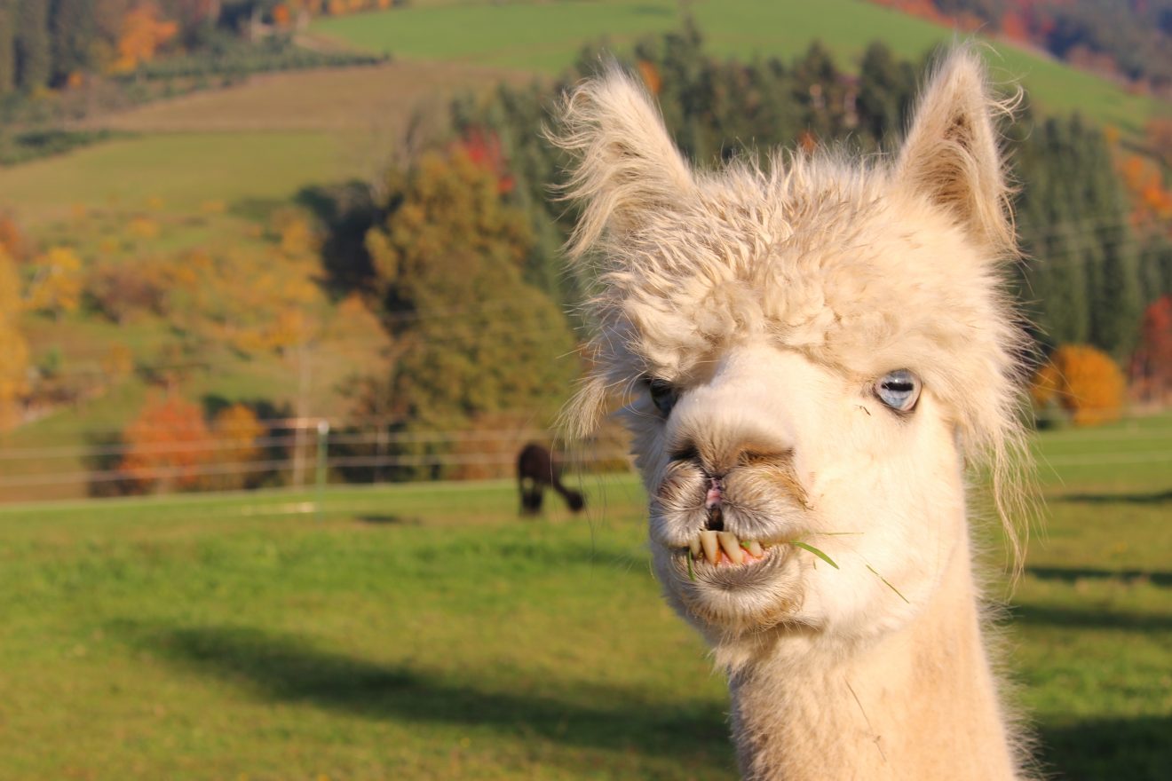 Lamahof bei Oberharmersbach. Copyright Christine Aberle