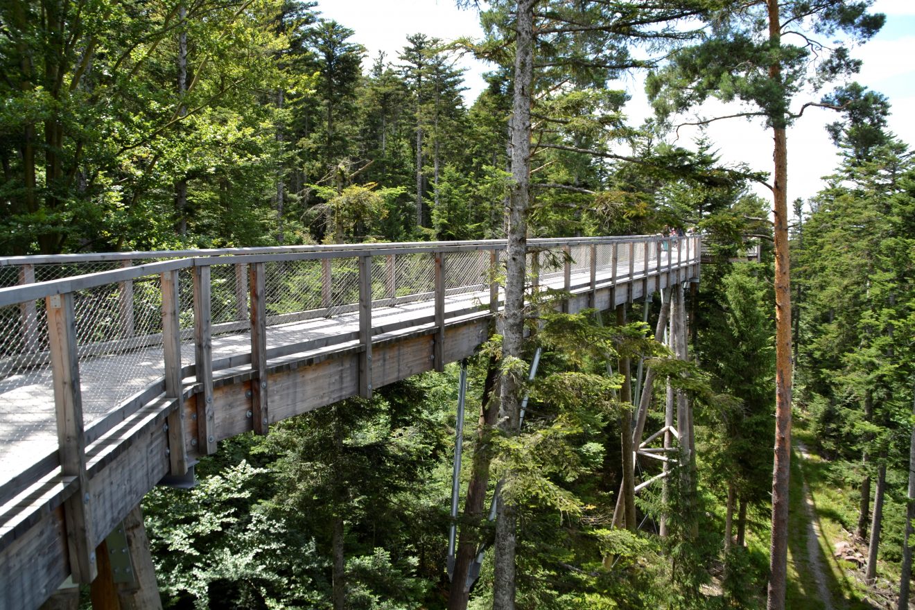 Baumwipfelpfad Bad Wildbad. Copyright Christoph Rukavina-Gruner