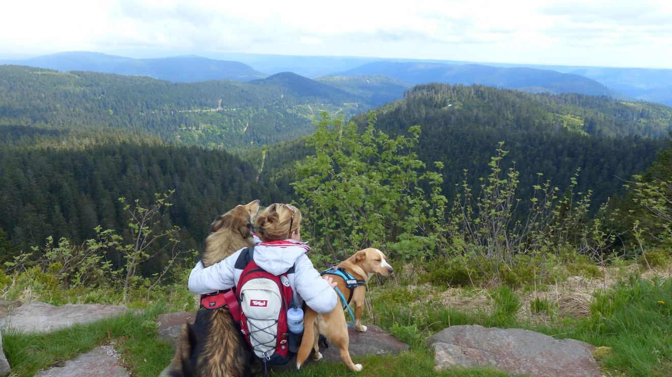 Blick vom Hochmoor der Hornisgrinde. Copyright Clarissa Kopp