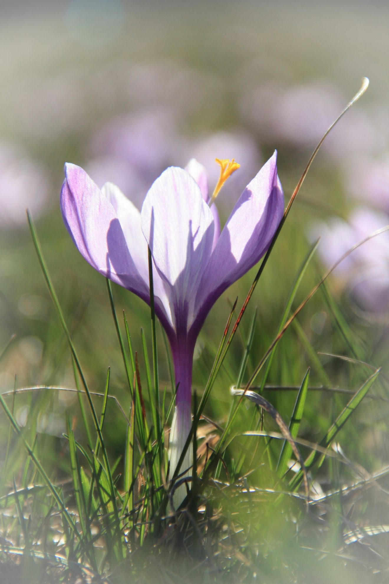 Zavelsteiner Krokus. Copyright Daniel Merkle