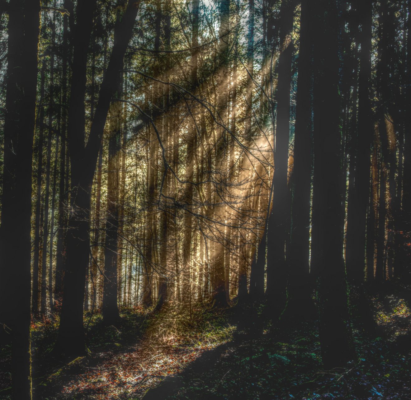 Bergwald bei Schönmünzach. Copyright Dieter Lukas