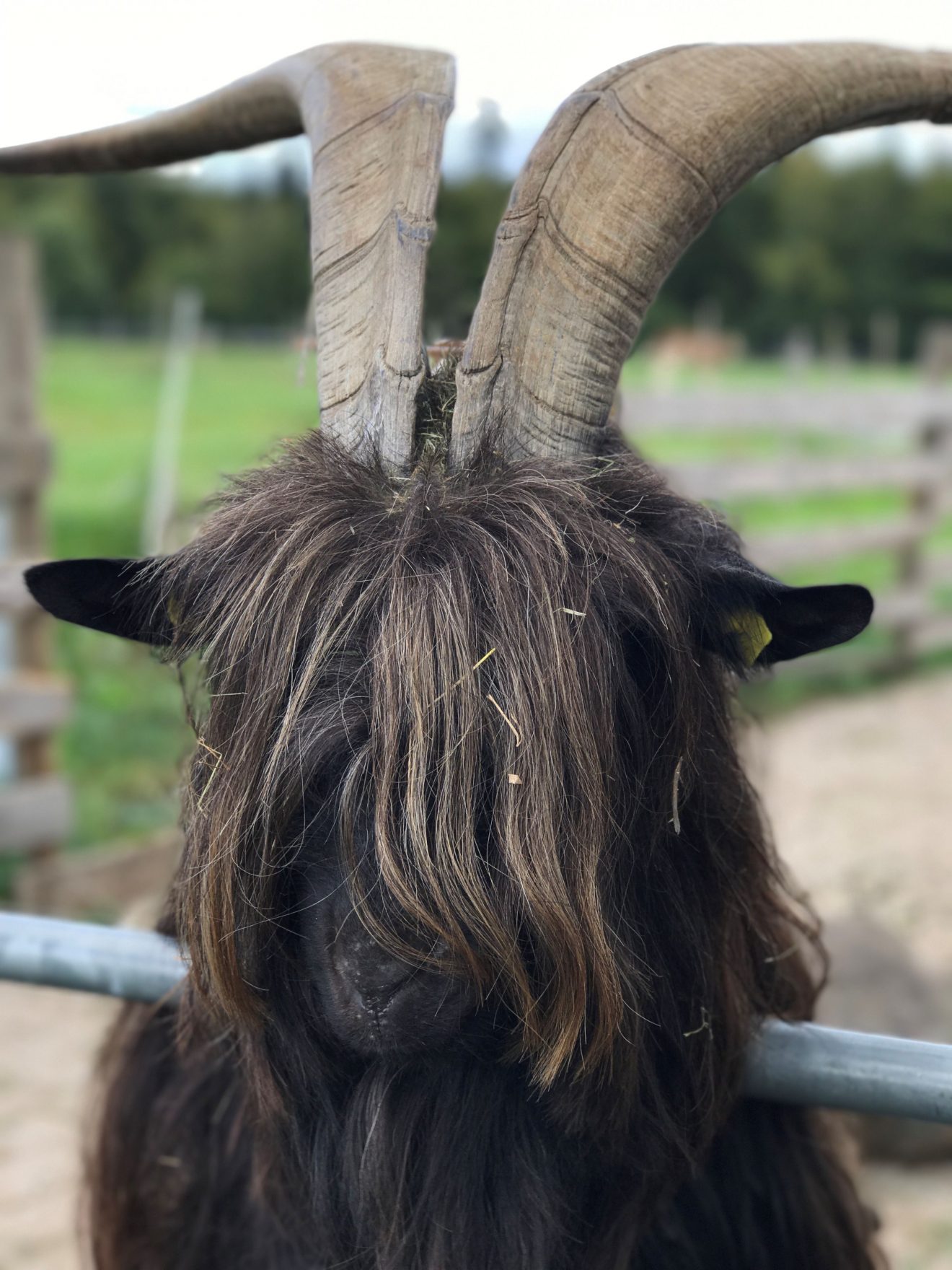 Hippieziege, gesehen auf einer Wanderung bei Seewald. Copyright Dietmar Hartmann