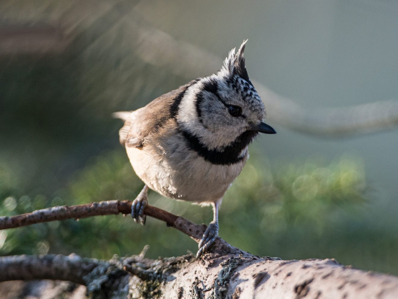 Haubenmeise auf dem Sommerberg in Bad Wildbad. Copyright Dietrich Pfeilsticker