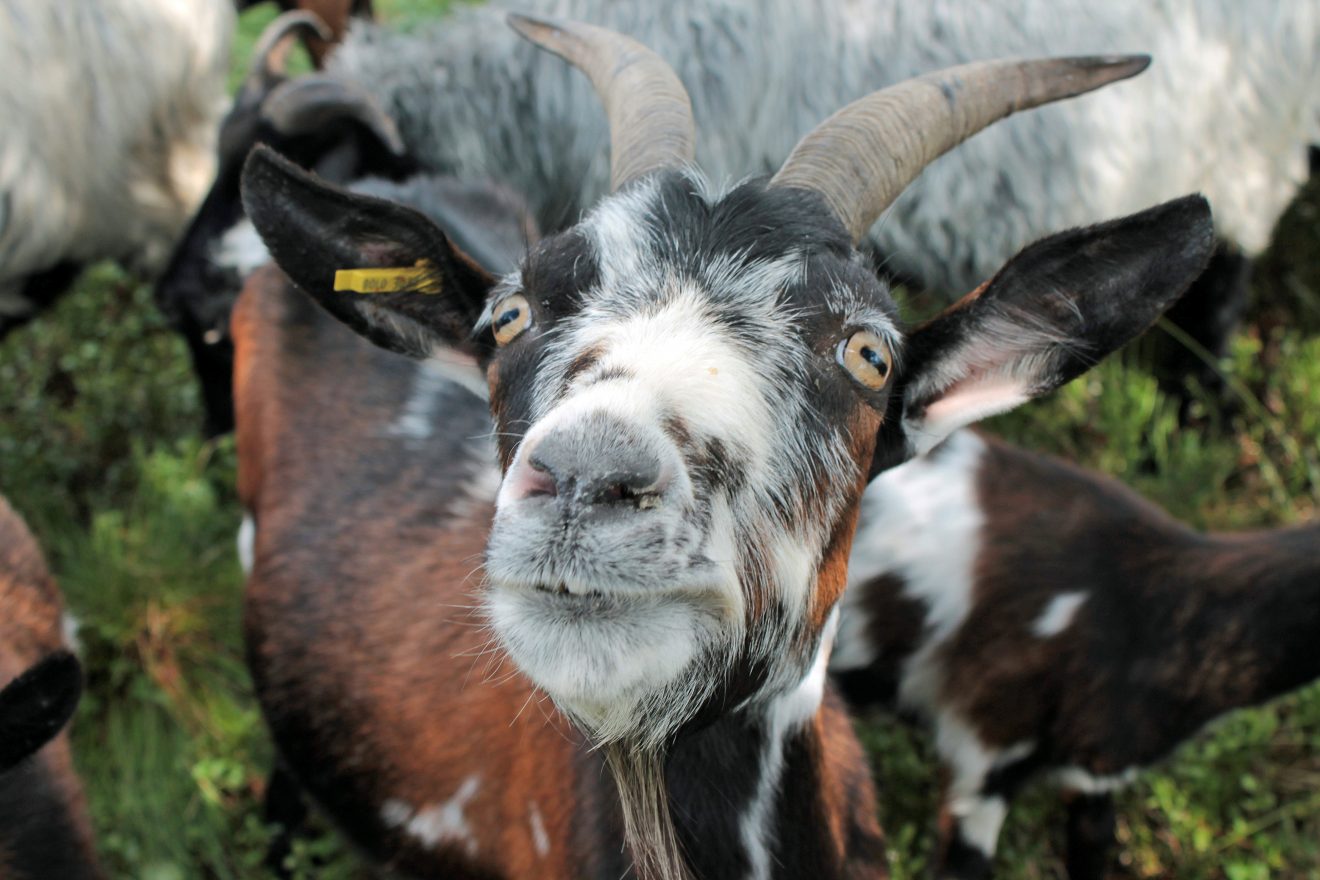 Heidschnucken am Hochkopf, Bühl-Unterstmatt Copyright Doris Demant