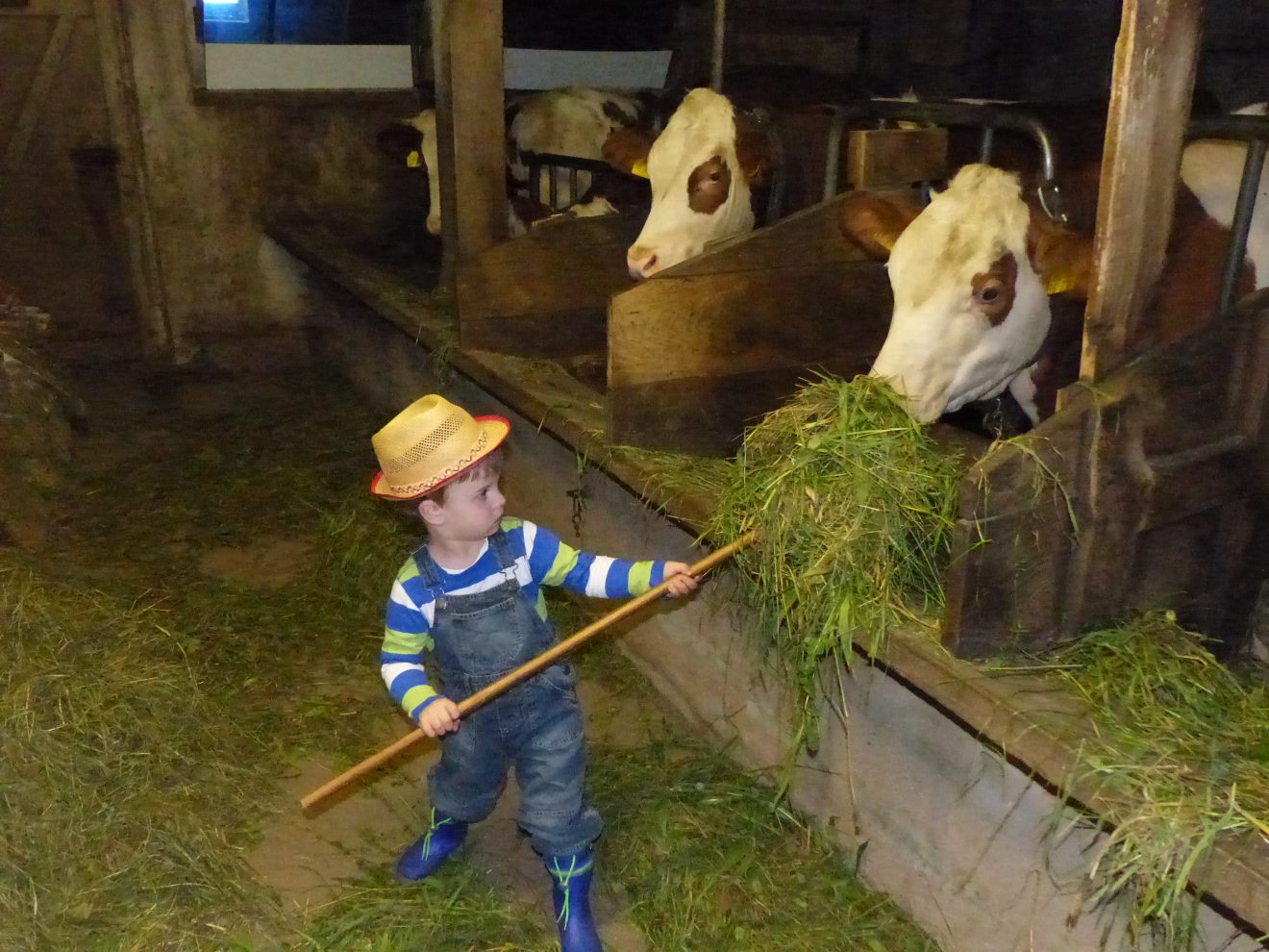 Hannes füttert Kühe. Copyright Evelyn Häringer