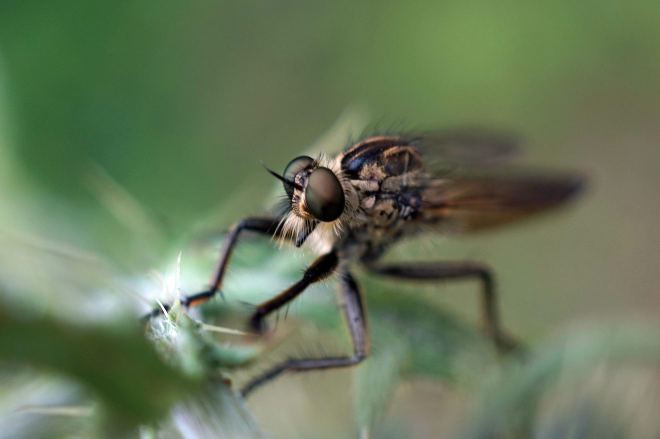 Raubfliege, gesehen in Seewald. Copyright G. Kappler