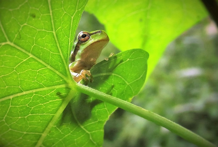 Junger Frosch auf Blatt. Copyright Gerhart Dinkelaker