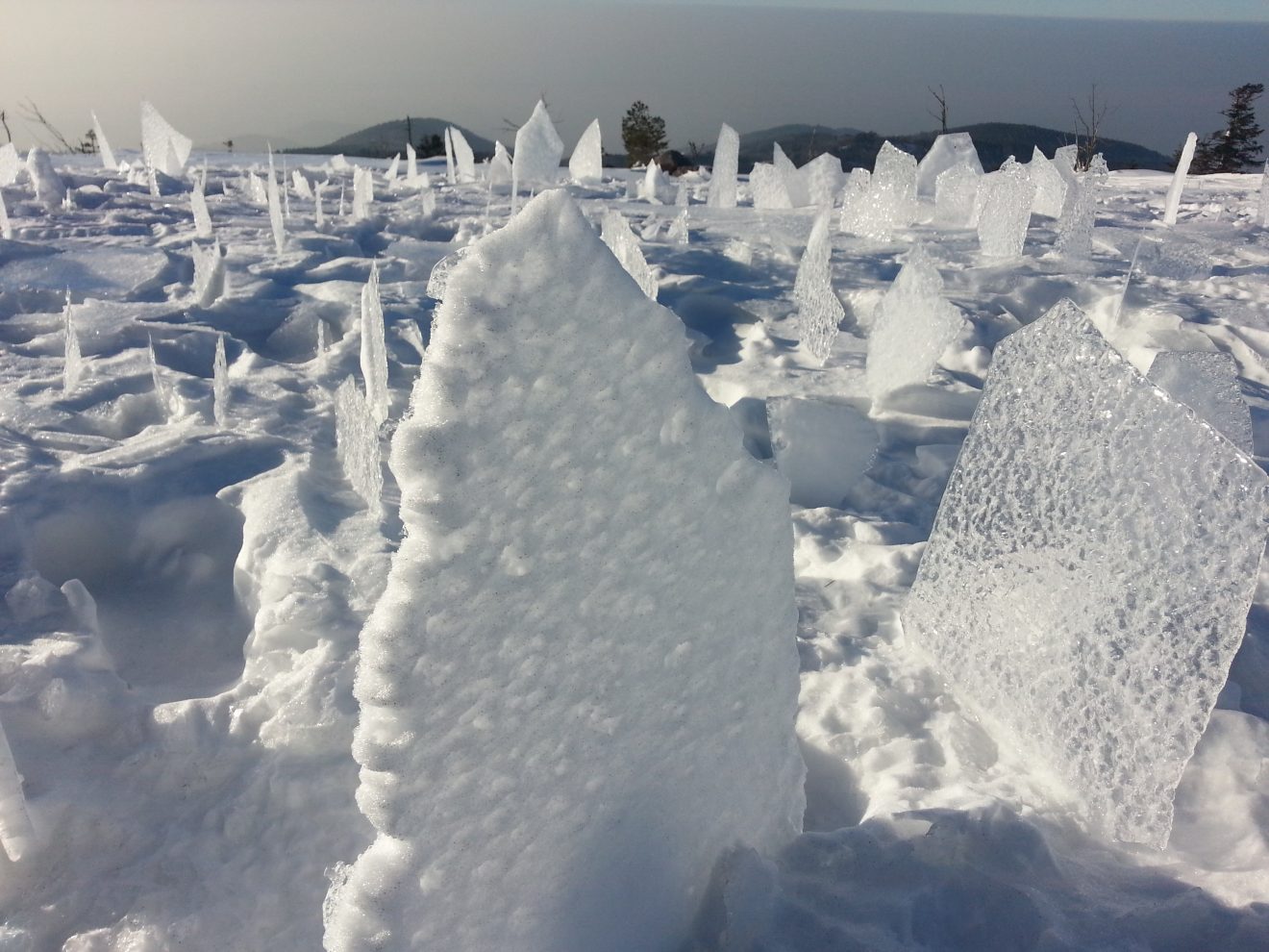 Aufgerichtete Eisplatten auf der Hornisgrinde. Copyright Gisela Reichle