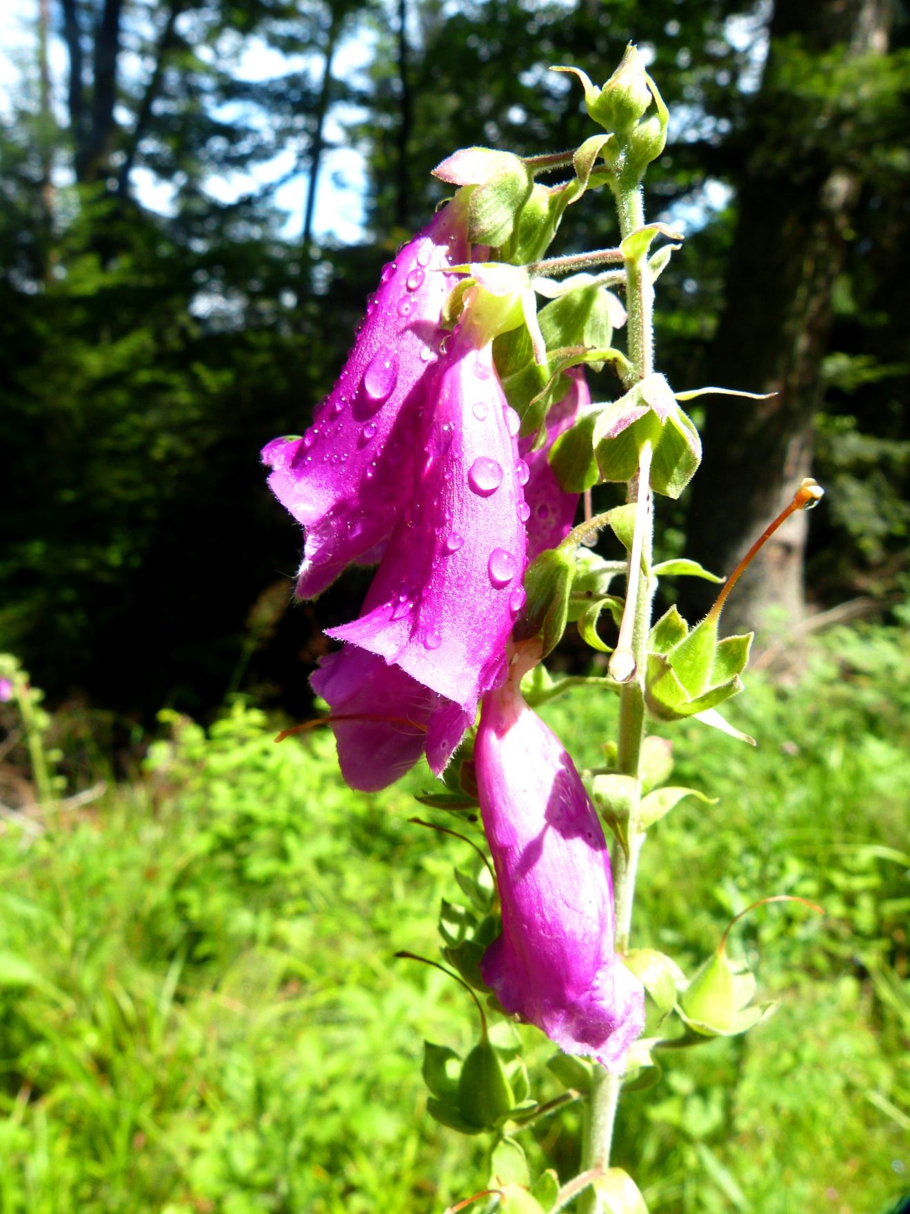 Fingerhuth am Baumwipfelpfad in Bad Wildbad. Copyright Gudrun Reblitz