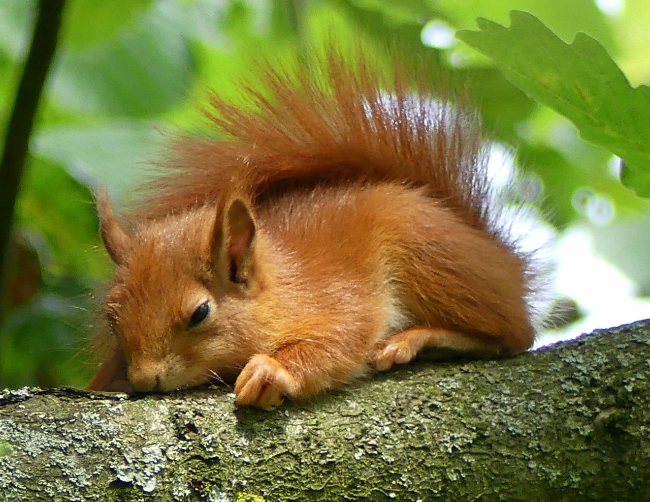 ^Junges Eichhörnchen, gesehen in Sasbach-Achern. Copyright Günter Kohler