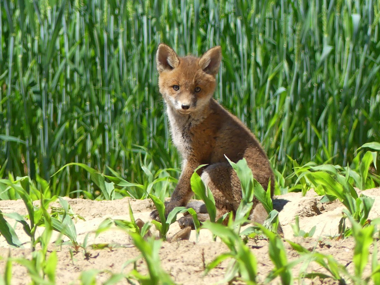 Junger Fuchs vor seinem Bau am Maisfeld in Sasbachwalden. Copyright Günter Kohler