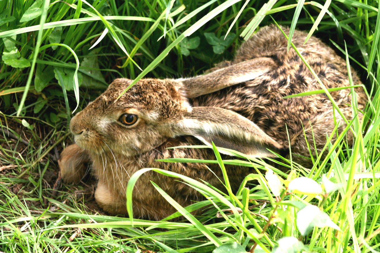 Feldhase bei Bühl-Kappelwindeck. Copyright Guido Brommer