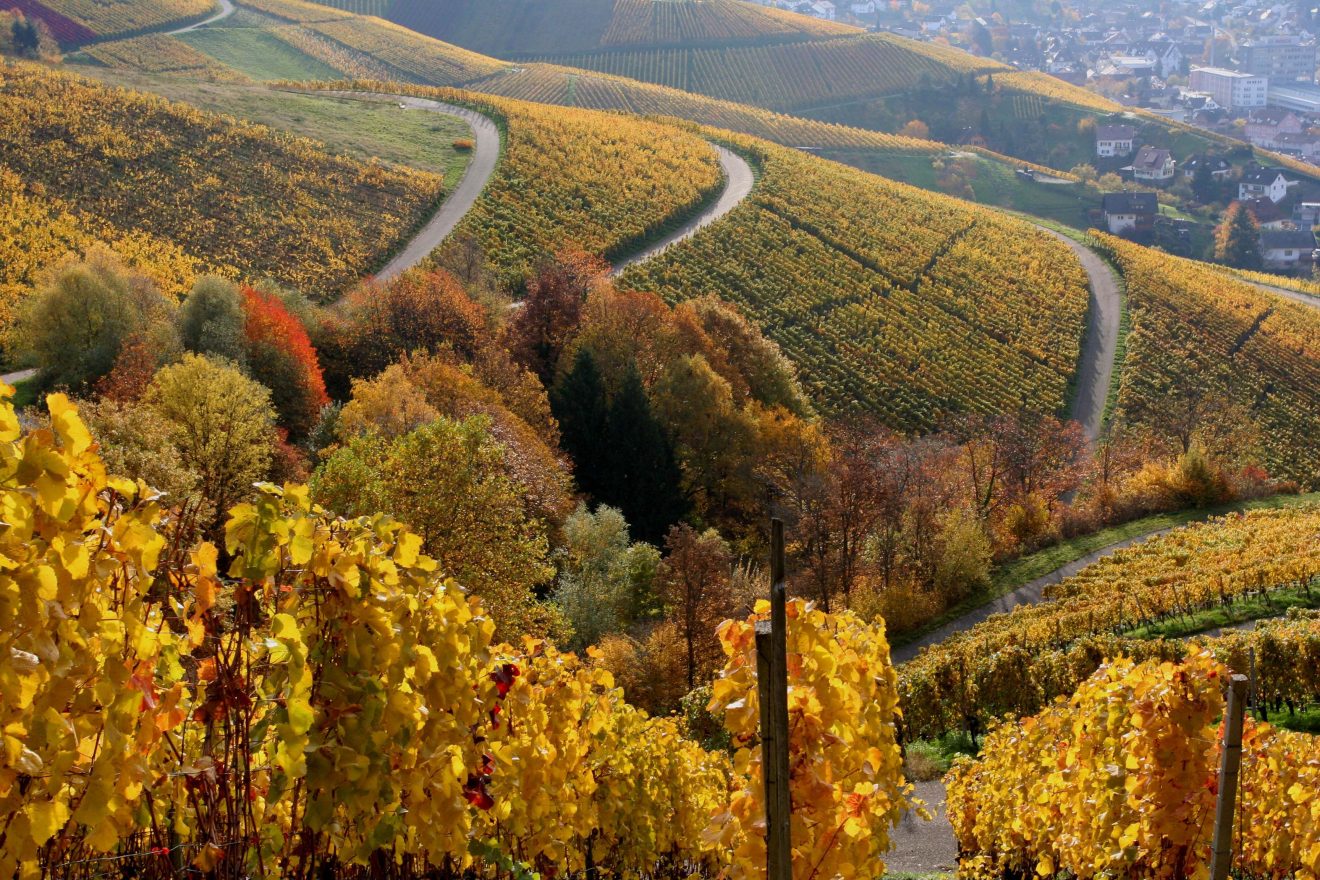 Herbststimmung in den Weinbergen von Bühlertal. Copyright Guido Brommer